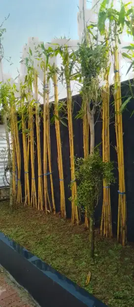 RUMPUT GAJAH MINI DAN BAMBU KUNING DAN PEMBUATAN TAMAN