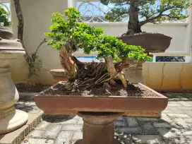 Bonsai Sisir unik