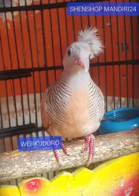 Burung Perkutut Songgo-Ratu Silver Udan Mas Katuranggan Istimewa