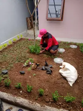 Taman rumput gajah mini
