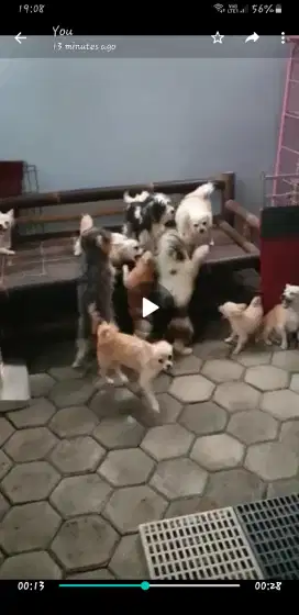 Anjing ras mini