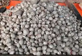 Terlaris Kerang Dara Kaya Manfaat Bisa Dikirim Keseluruh Indonesia