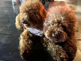 Grooming home servic panggilan dog&cat