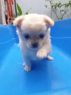Puppy mini small size