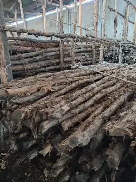 Dolken kayu Gelam