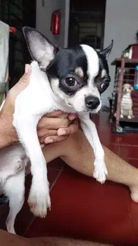 Chihuahua Pejantan Tangguh