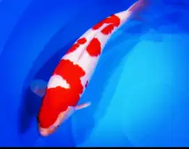 IKAN KOI IMPORT SAKAI KOHAKU SIZE 50CM