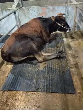 karpet sapi murah