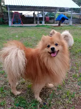 Pomerian Minipom