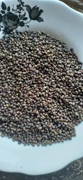 Benih LCC - Cover Crop  ( CP - Centrocema Pubescens ) - CC - CM - PJ