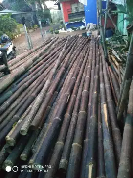 Jual bambu hitam