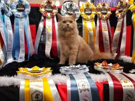 Grooming Kucing Panggilan