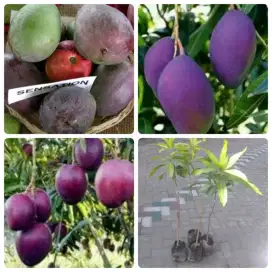 Bibit mangga sensation