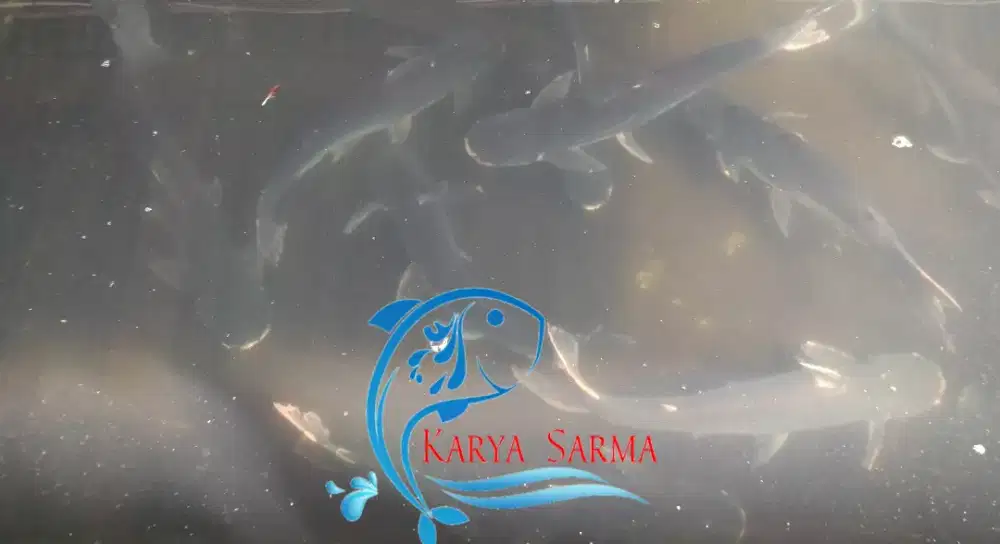 Ikan Patin Konsumsi