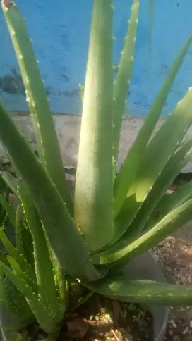 Lidah buaya siap jual