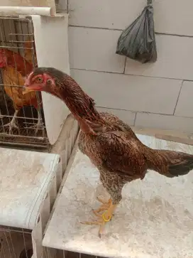 Dijual Betina Shamo Eropa Murni