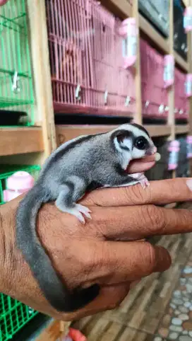 Sugarglider clasic grey jantan