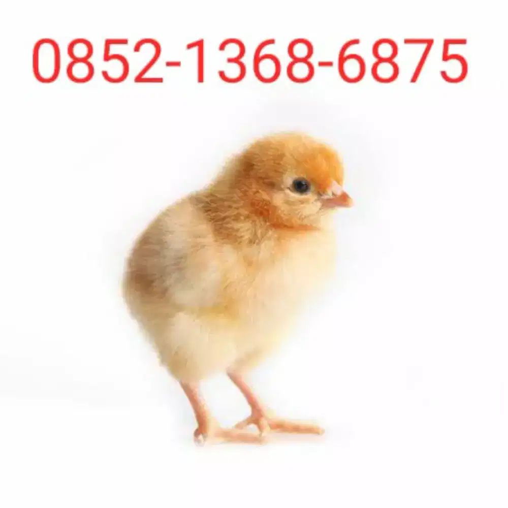 DOC ayam kampung super/joper merk Agro lestari