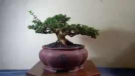 Bonsai sancang kelas kontes bagus