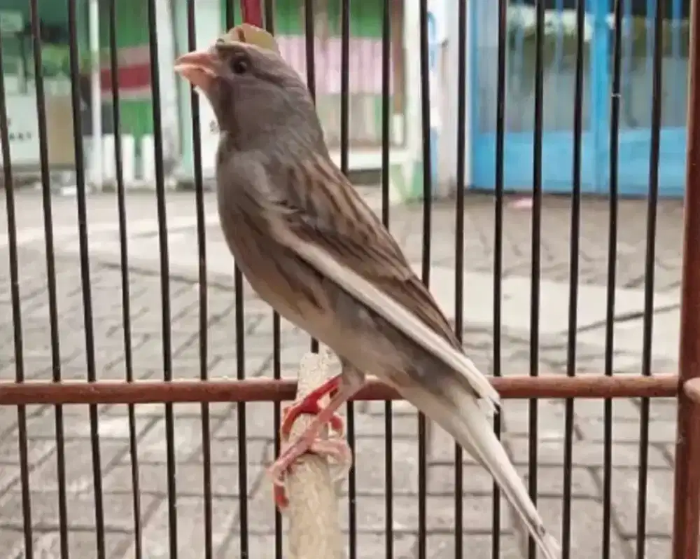 Burung kenari starblue bahan/gacor dorr istimewa