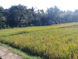 Sawah dekat pemukiman dekat jalan raya