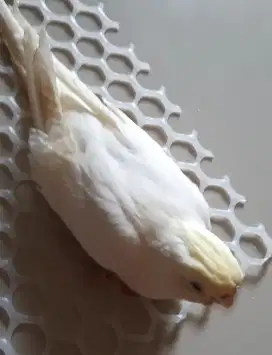 Burung Falk CF Minus