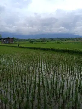 TANAH 78 are MURAH  JL.NANGKA  , CAKRANEGARA , NTB