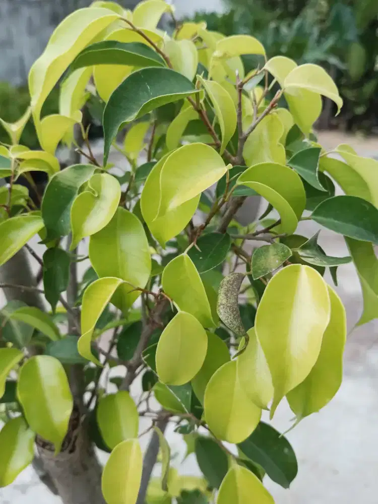 Bonsai beringin golden