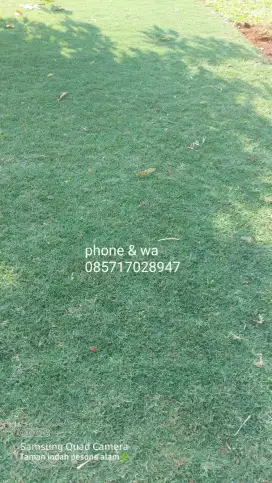 Paket pasang rumput babat golf + pupuk