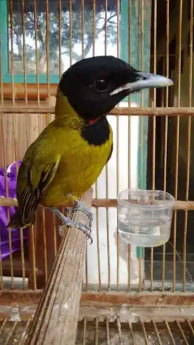 Burung samyong jantan