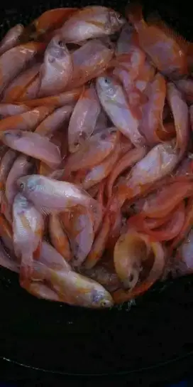 Jual Bibit Ikan Nila merah Kelar Bogor