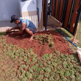 Pemasangan rumput gajah mini