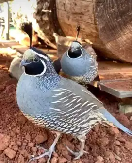 Puyuh Hias California Jantan Burung Aviary