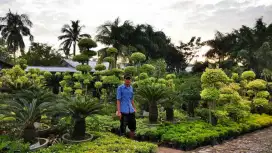 Menjual bibit rumput buat taman dll