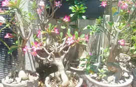 TANAMAN ADENIUM / KAMBOJA JEPANG MURAH