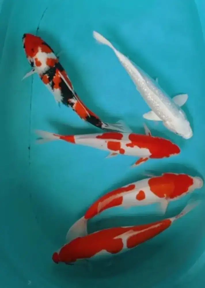 IKAN KOI GRACIA HARGA MURAH DAN IKAN BERKUALITAS