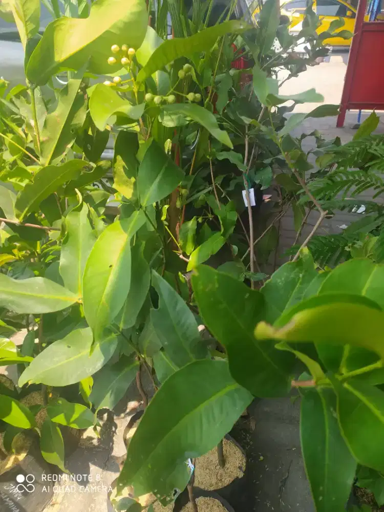 Bibit jambu madu deli