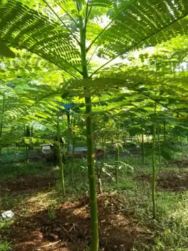Jual Pohon solobium