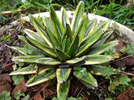 Agave victoriae reginae kizan variegata kuning