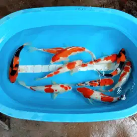 IKAN KOI CANTIK BELITAR SIZE 35/40CM