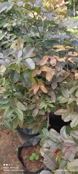 pohon buah Kelengkeng merah dan Kelengkeng mata lada.