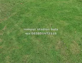 Harga Supplier Rumput Stadion Lapangan Zoysia Matrella Gunungkidul