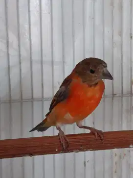 Red siskin Delute sepasang usia 3-4bln