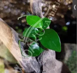 Anubias nana golden aquarium aquascape