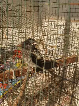 Burung Kacer Anakan
