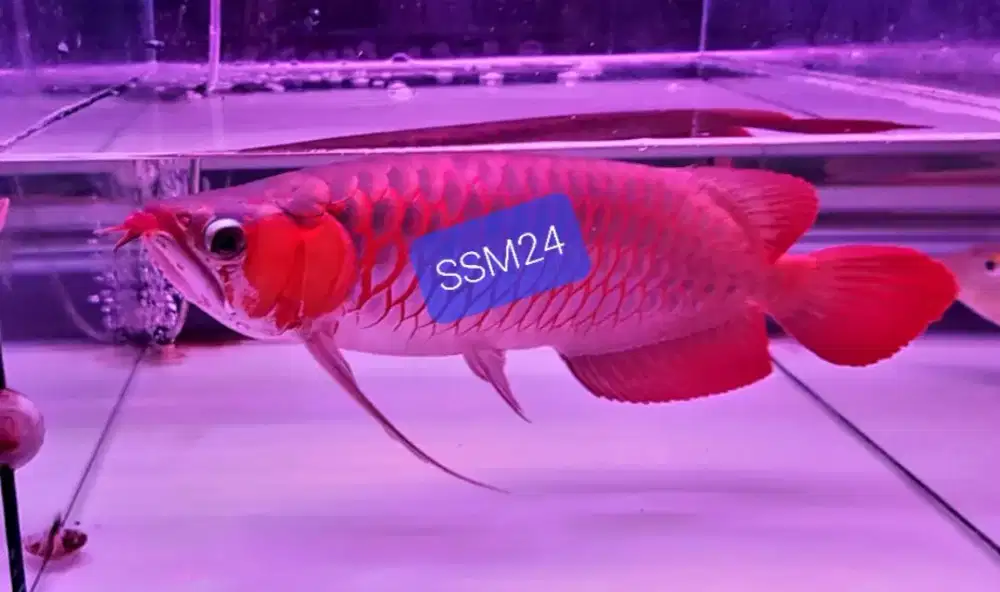 Terlaris Ikan Arowana Super Red 40-50cm Istimewa Koleksi Sultan
