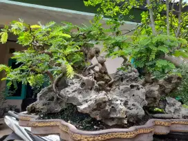 Tanaman bonsai hias asam jawa