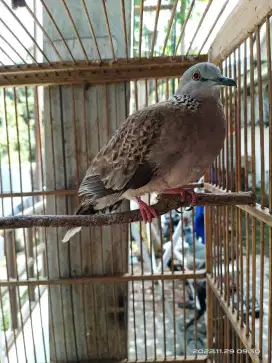 Burung Tekukur Rawatan akhiran kuk 2