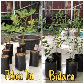 Dijual bibit pohon bidara dan tin