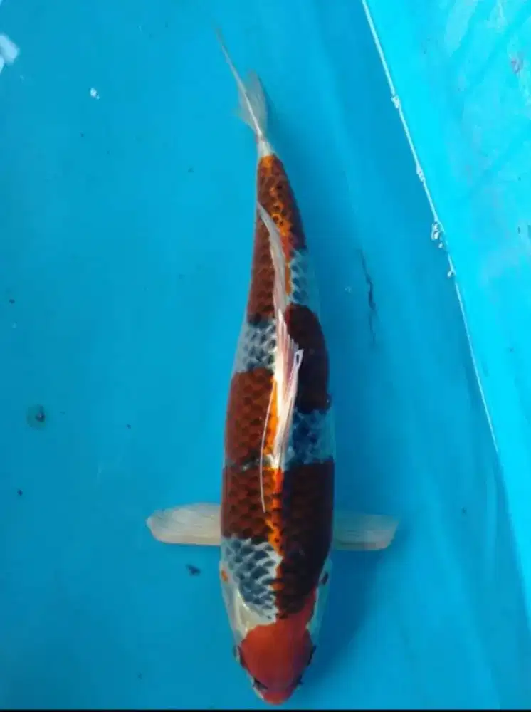Ikan hias koi khojaku ukuran 25